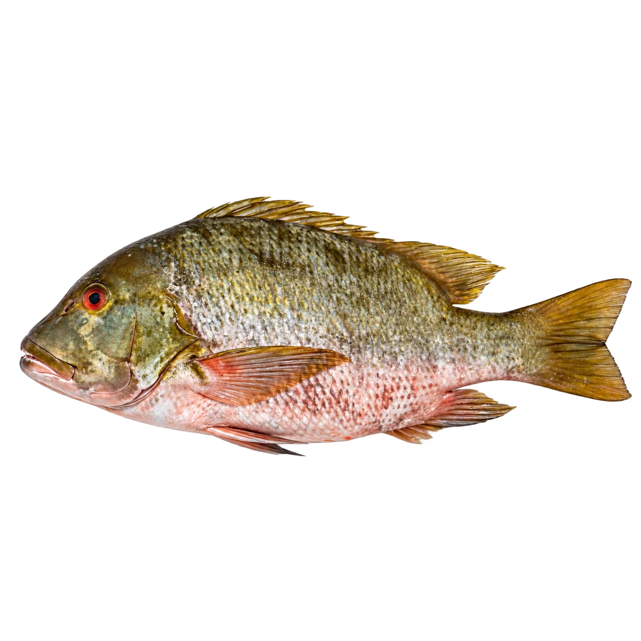 Barred Pargo